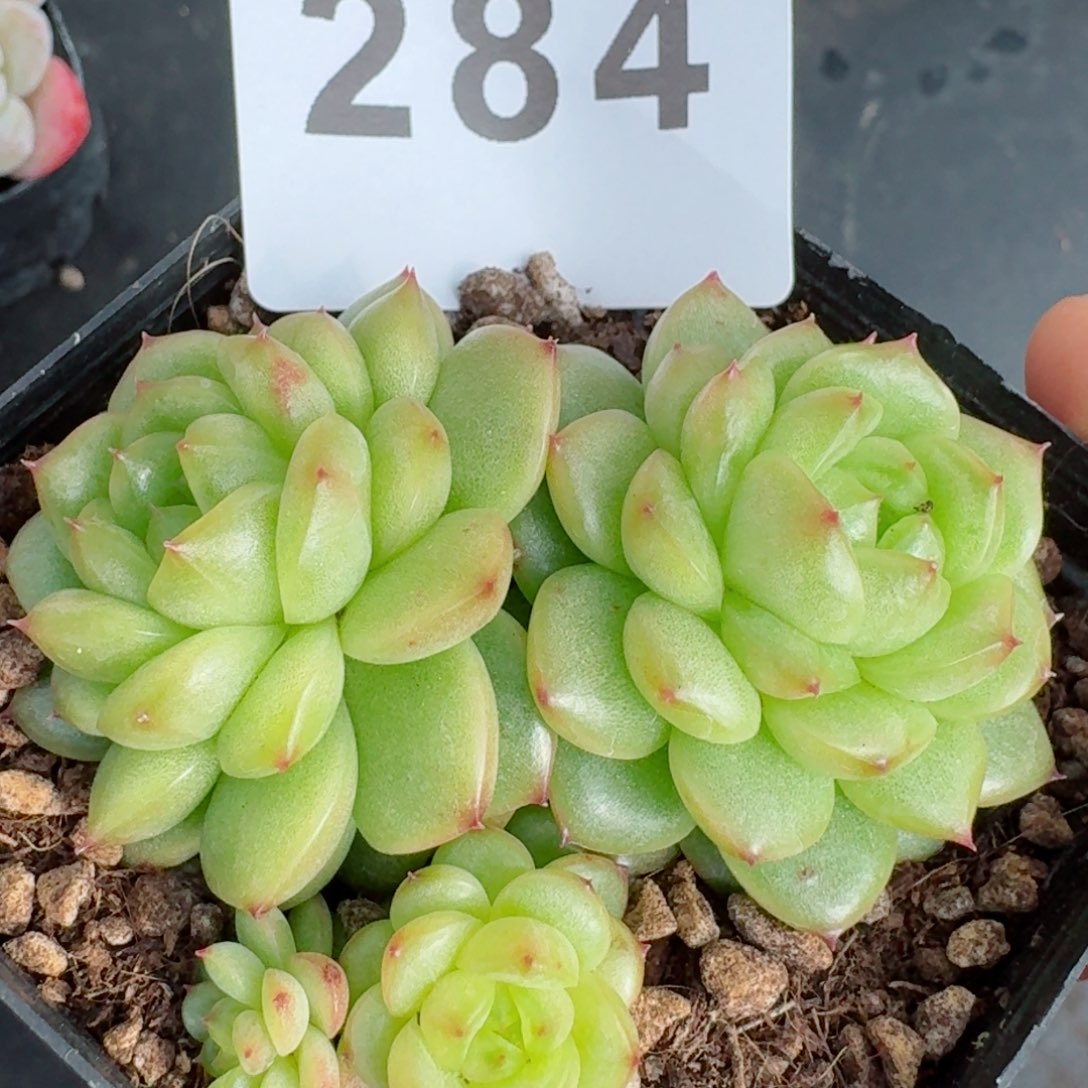 灯泡珍妮群生         精品多肉