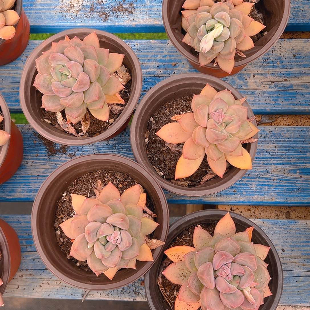 红象牙，满18包邮