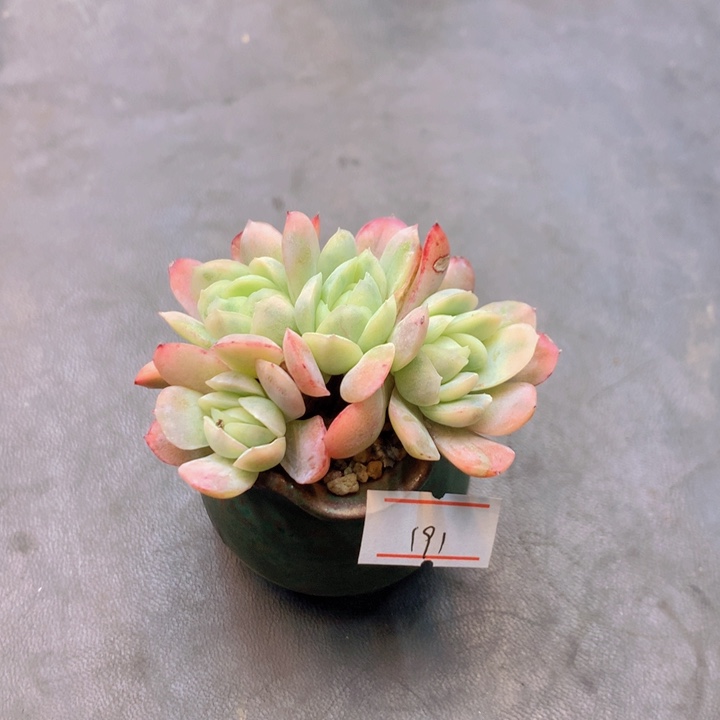 一物一拍满30包邮 191