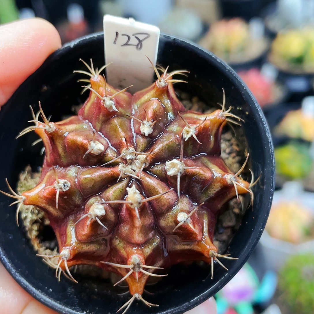 非偏远地区满25发货仙人球