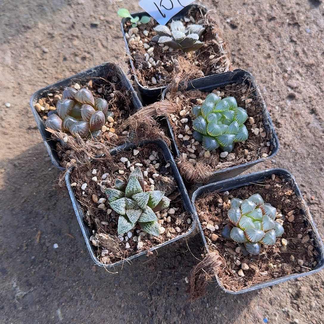 直播福利一物一拍101