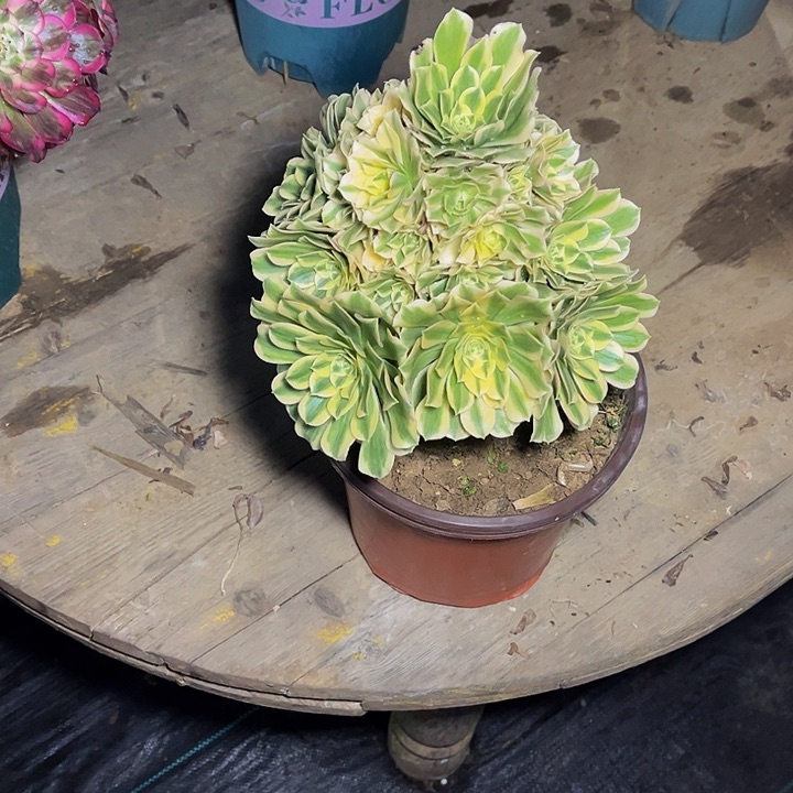 迈巴赫迈巴赫005