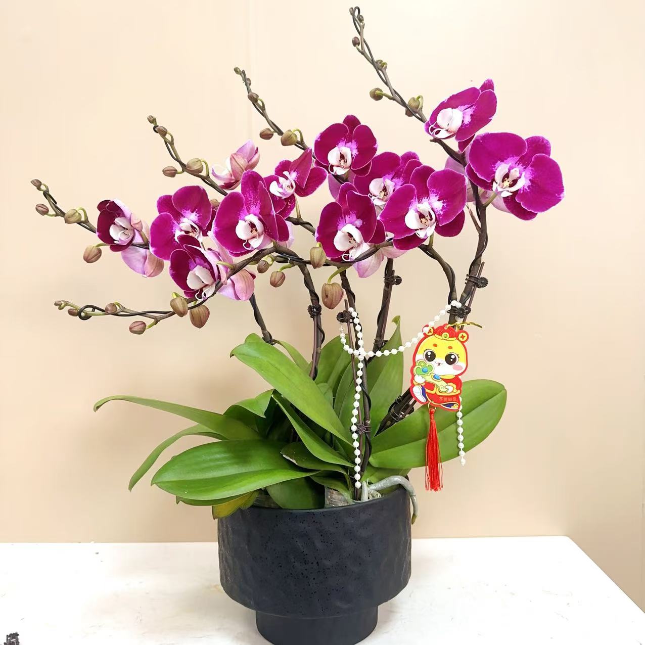 A级【新款米歇尔】精品 蝴蝶兰