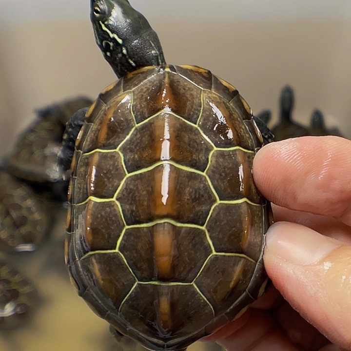 中华草龟不分公母