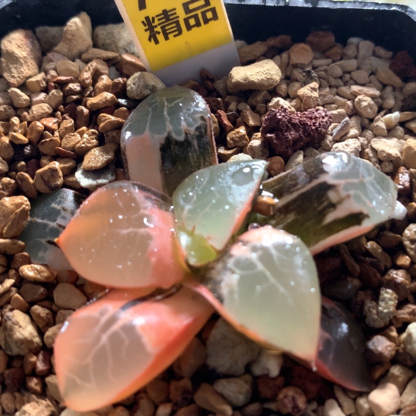 【闪购商品】701火凤凰