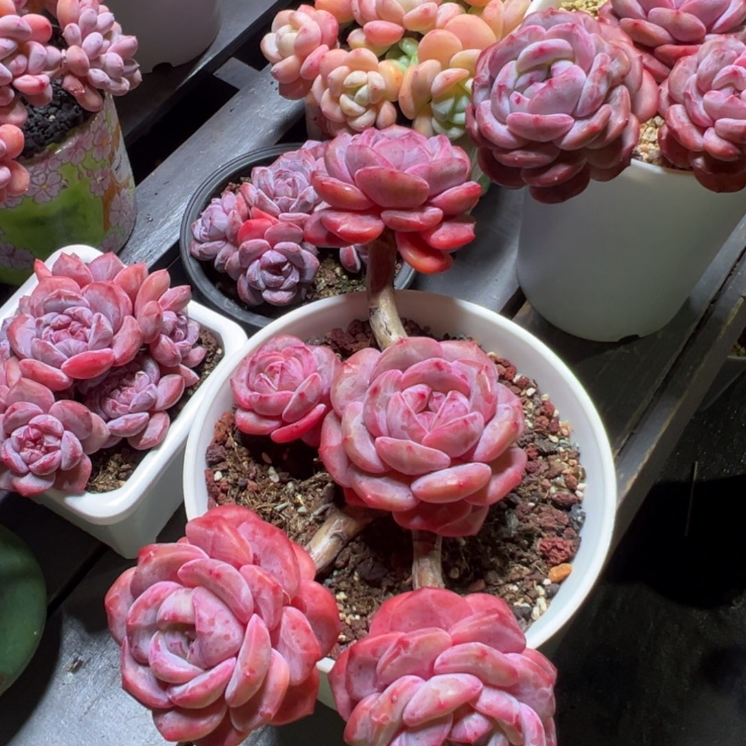 斑****露养星影精控老控