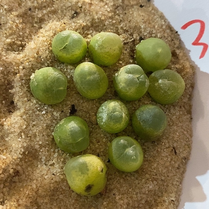 31369。  一颗紫皮拉登。 