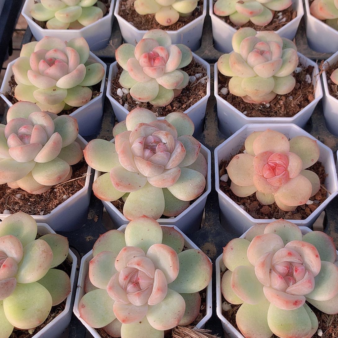 两颗泡冰3456778999990