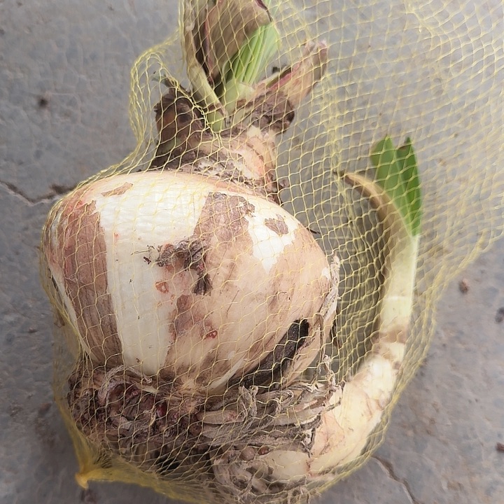 糖果戴斯直径11厘米