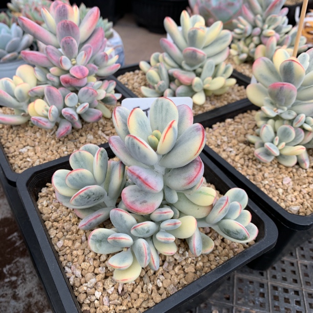 201-400号专用链接多肉植物一物一拍