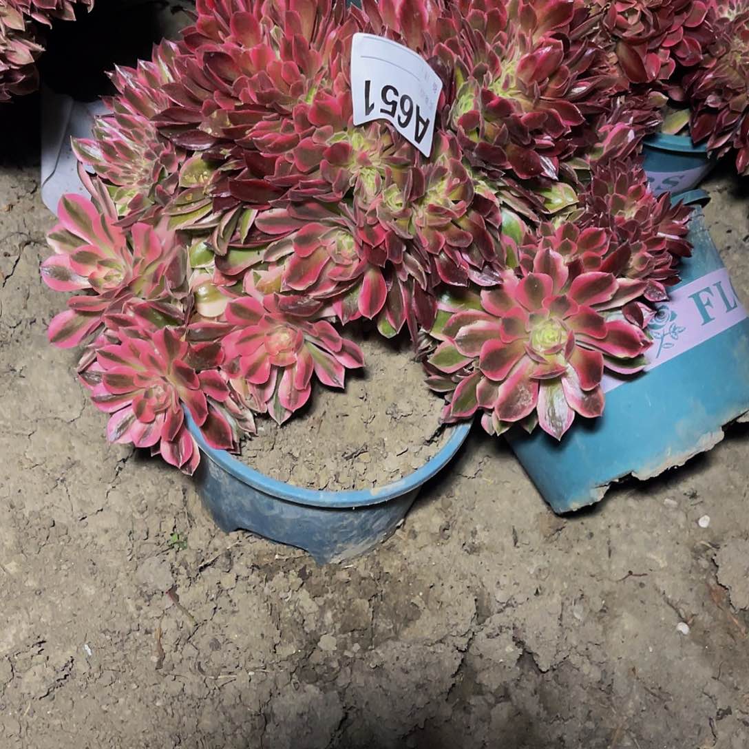 女神法师15–45包邮法师