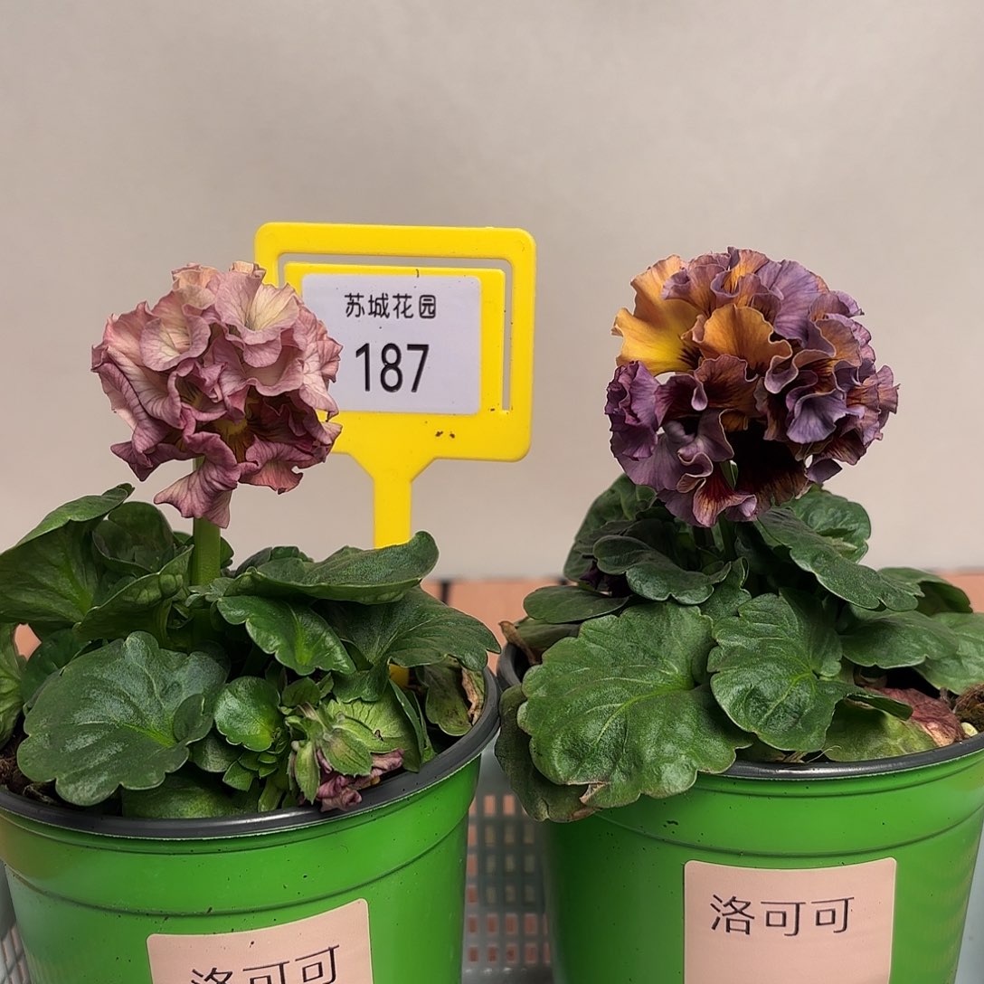 大部分开放少量花苞187