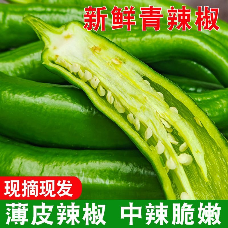【河南露天种植】牛角椒土辣椒羊角椒虎皮青椒辣椒现摘现发