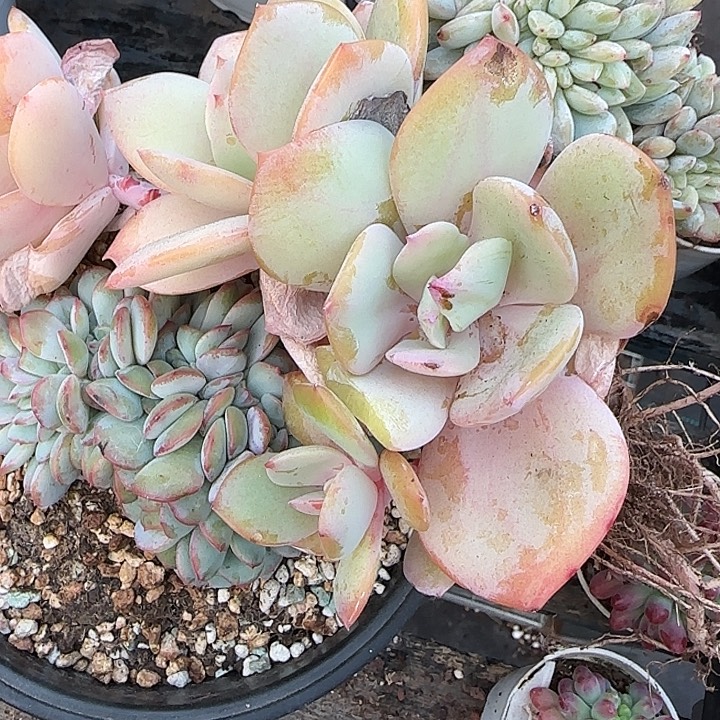 钱***了青蛙王子儿童牙膏套装11