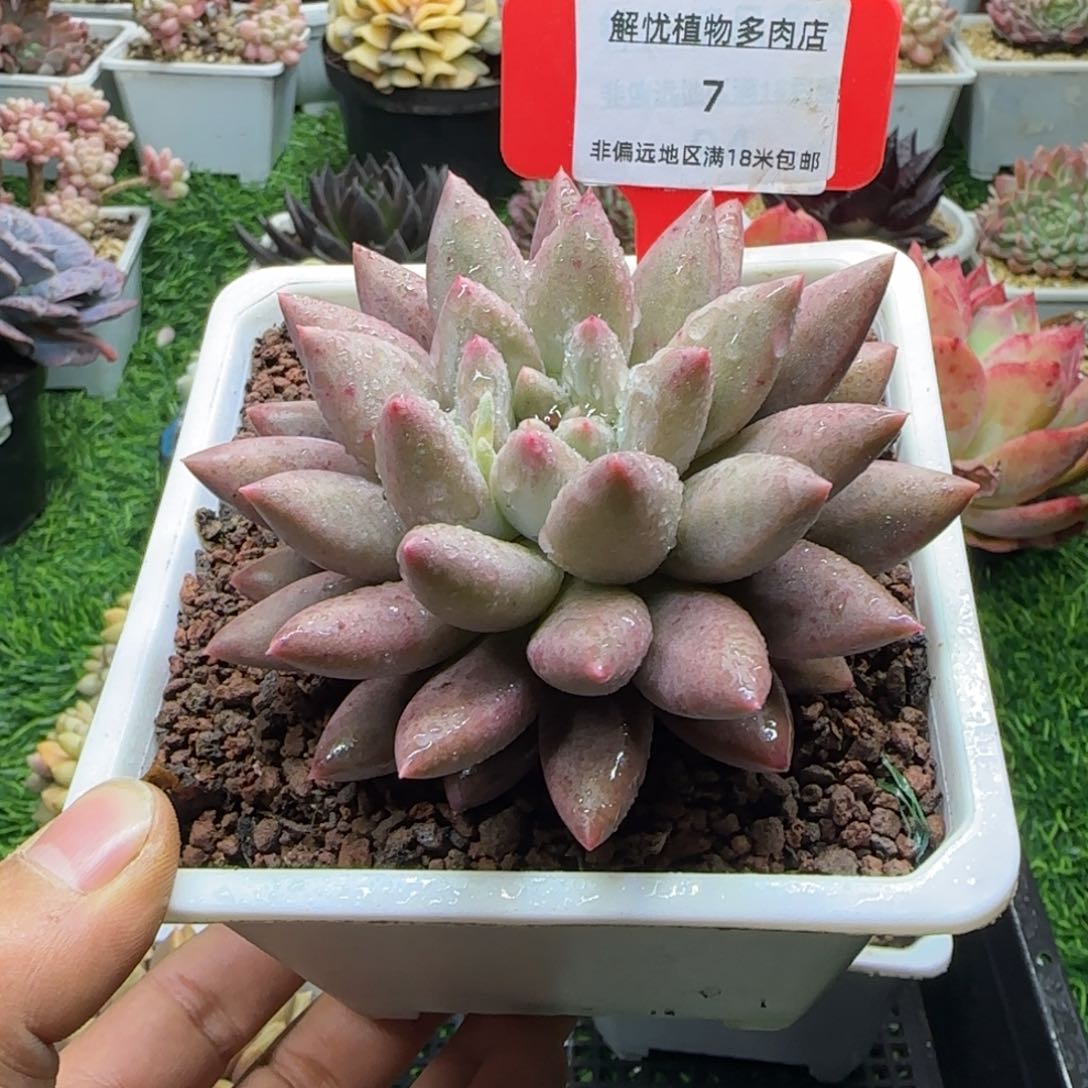 解忧植物多肉编号7