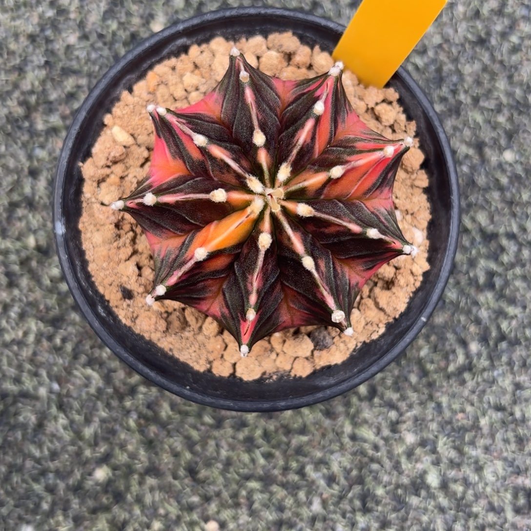 166-1209泰国发货dr