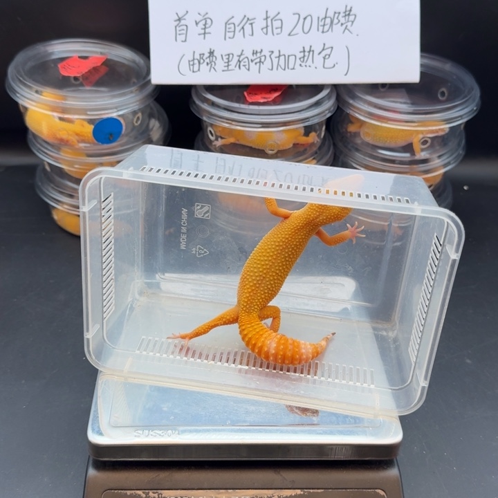 豹纹守宫阳光妹妹