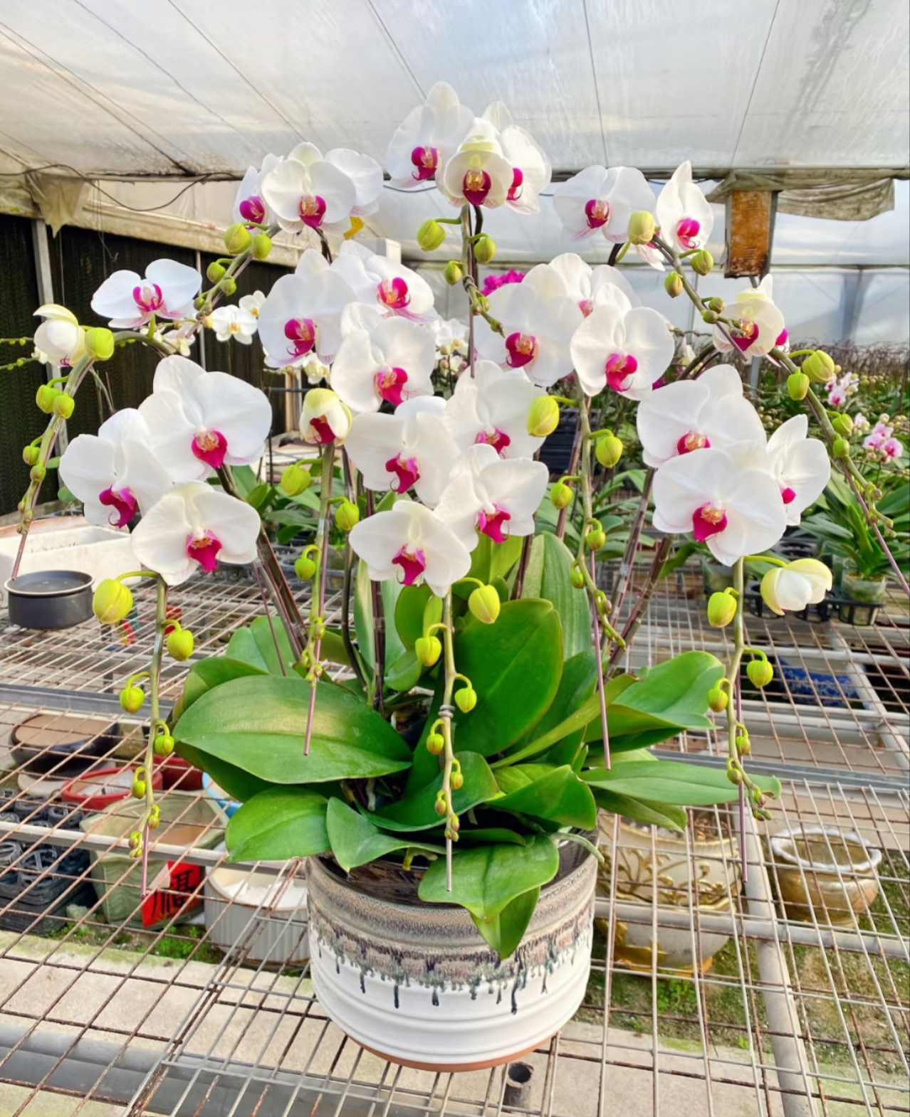 大花型带剑【白花红心】2.8寸杯叶片瑕疵蝴蝶兰盆栽（全店满2单发货）