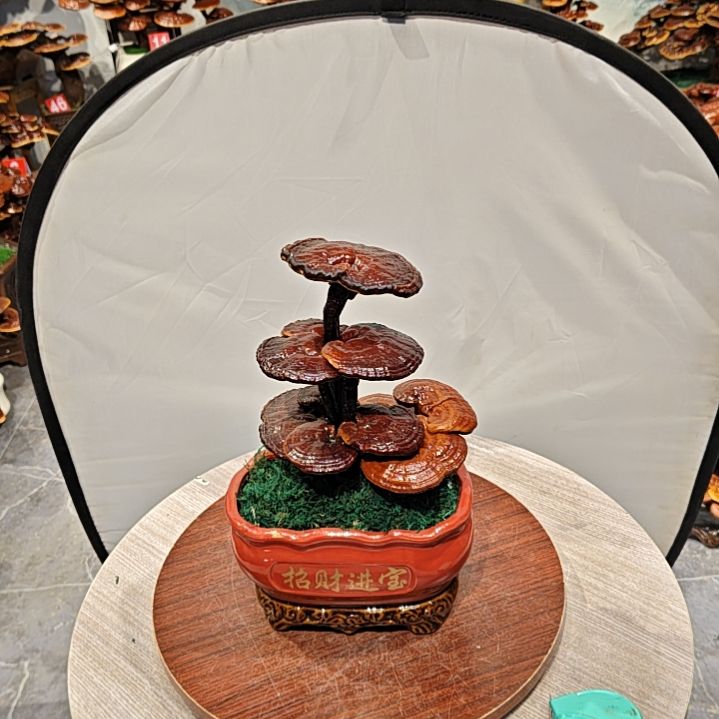高端大气上档次灵芝盆景
