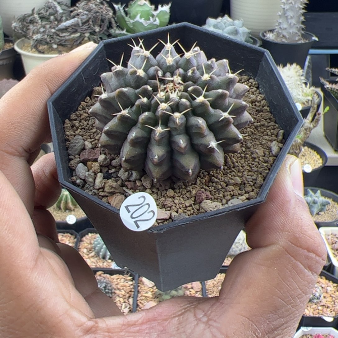 泰貘实生4.5一物一拍202