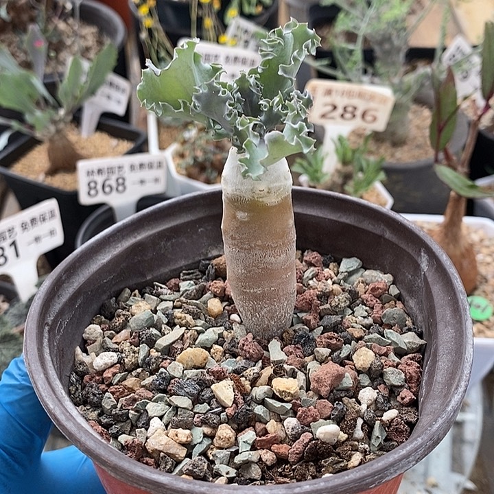 652雪露厚敦菊带盆一一一一