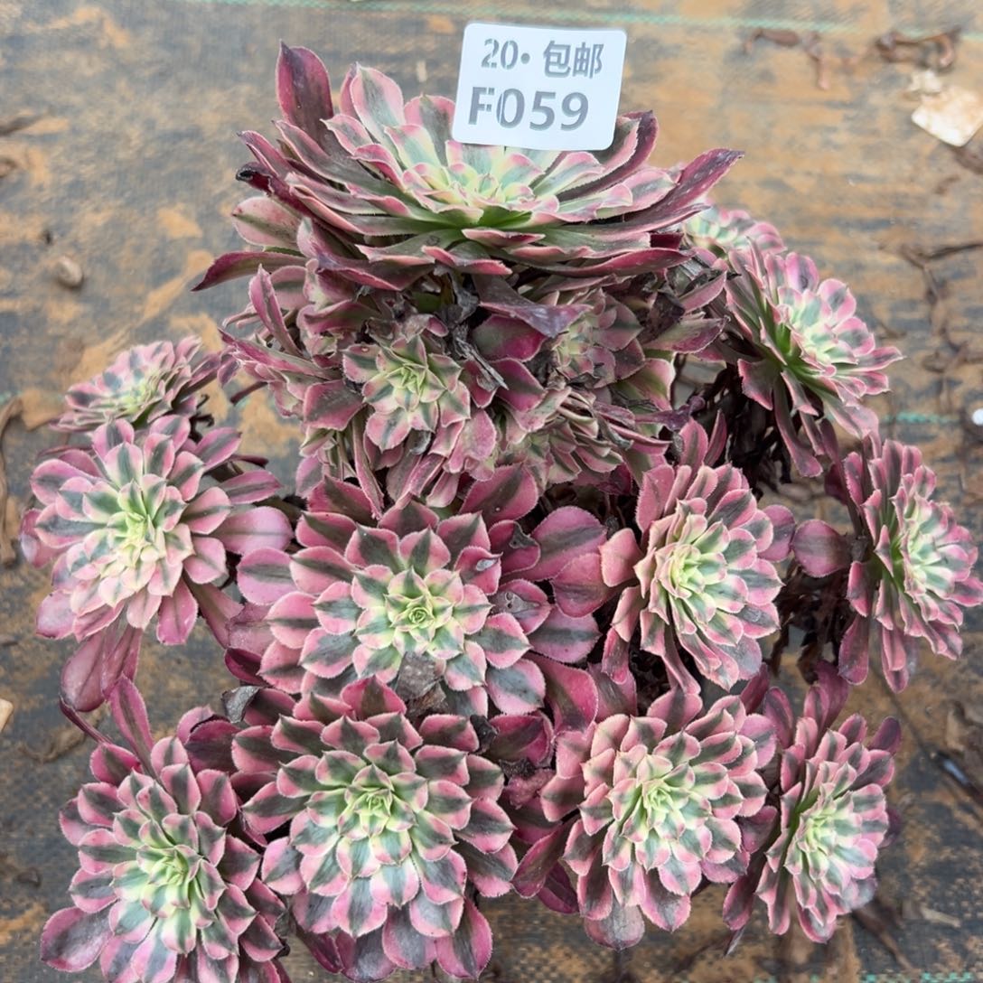 059红铜白，多肉法师