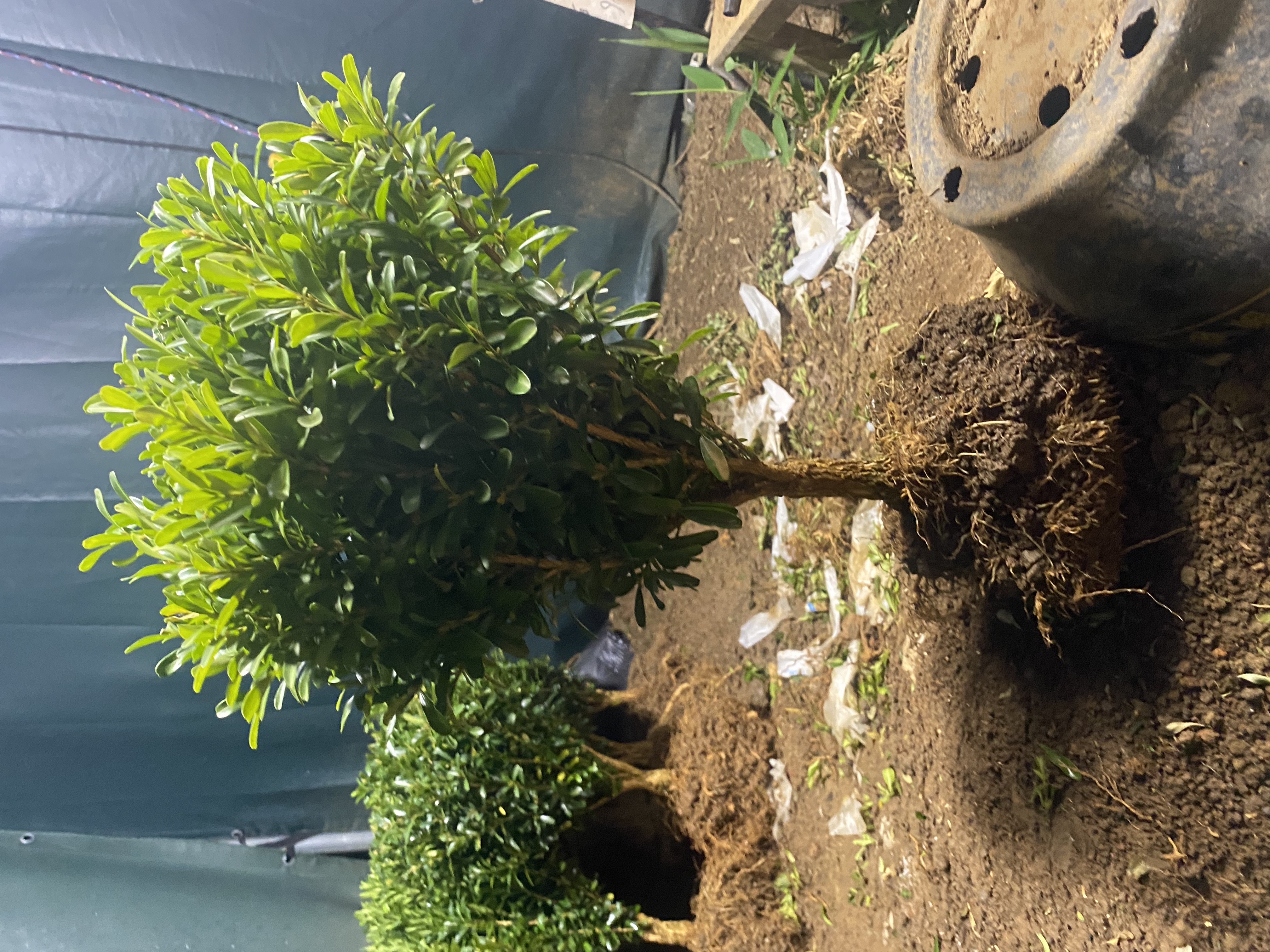 小叶雀舌黄杨一物一拍