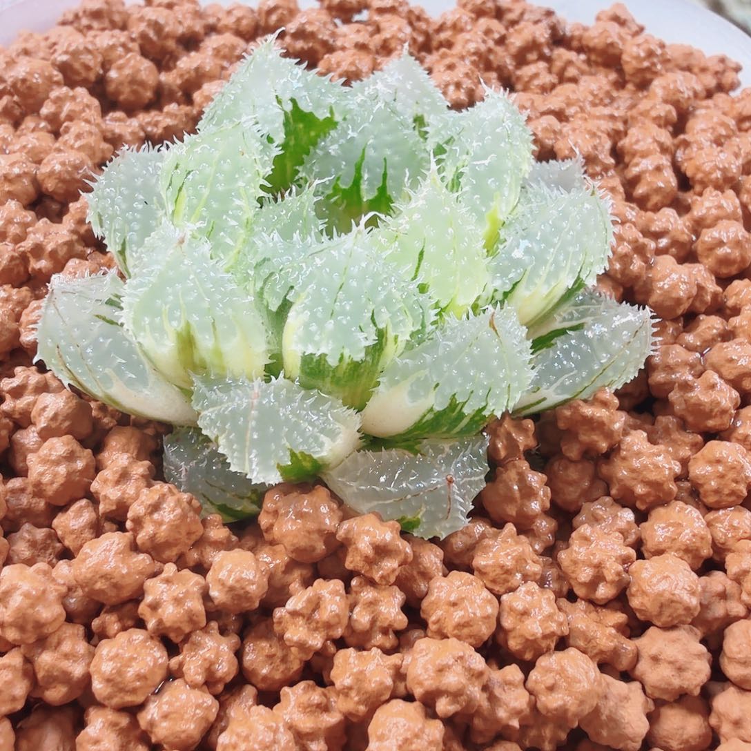 十二卷福利玄冰锦糊班