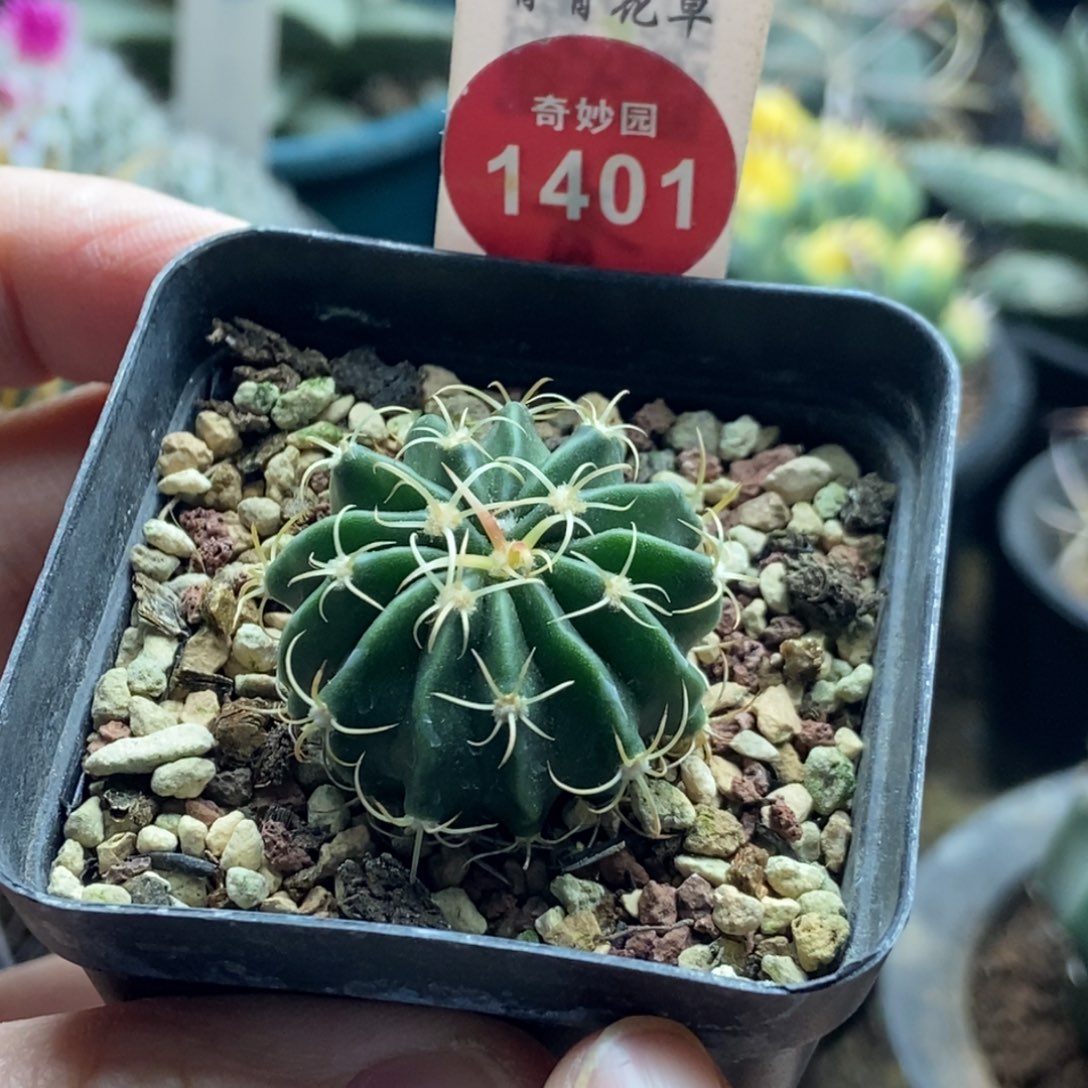 实生卷刺凌波3.1cm