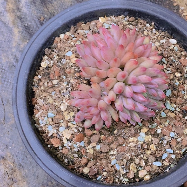 小****虞美人多肉植物小群