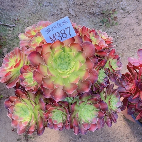 387韶华多肉植物