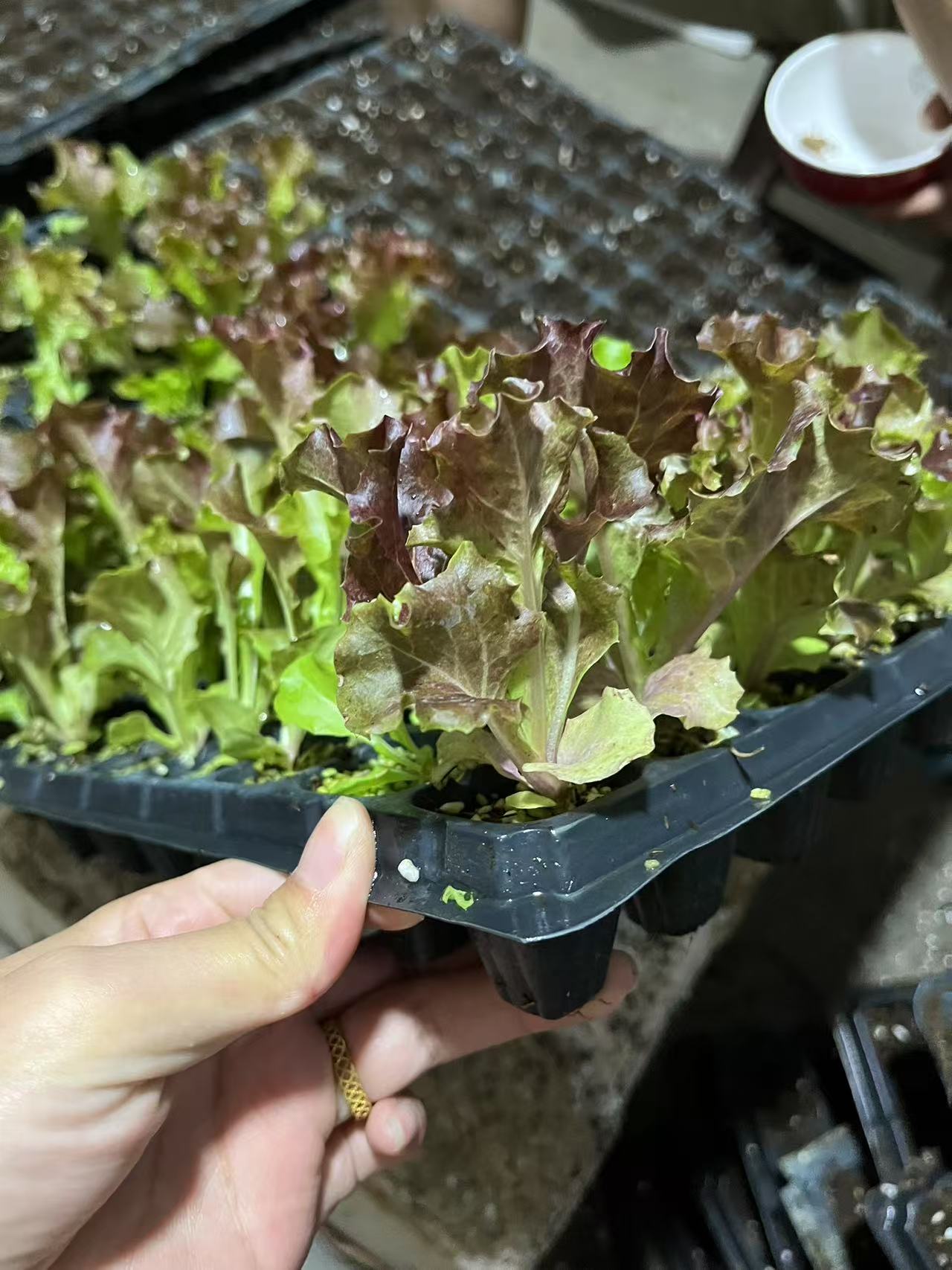 紫叶生菜苗苗秧带土球红皱结球奶油直立品种耐寒