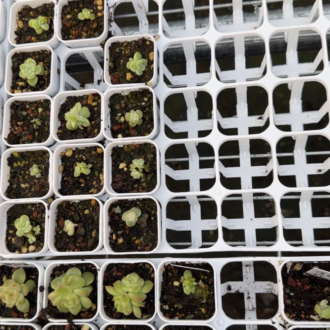 羊脂玉 盆1个2床满25包邮