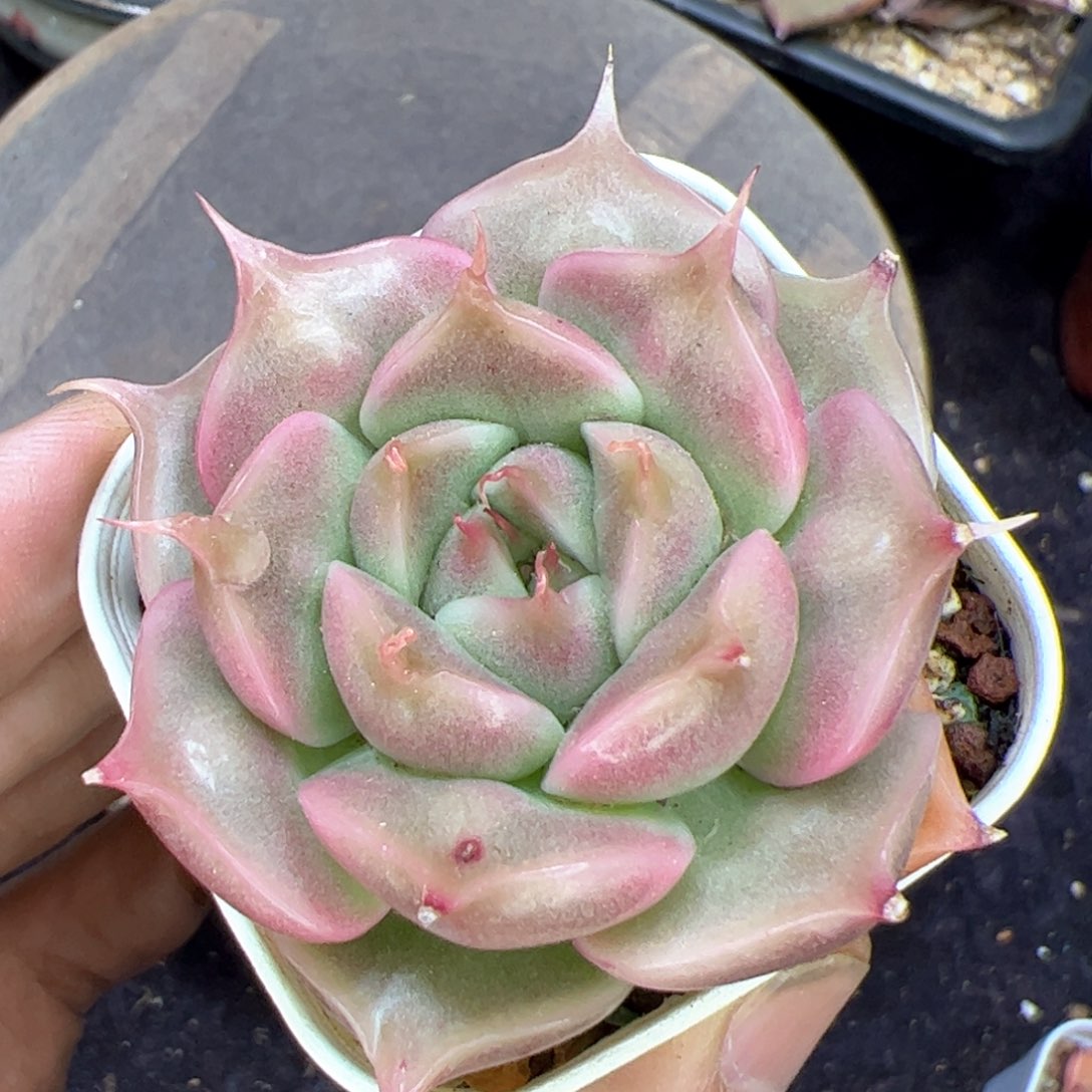 长睫毛瘤子，多肉植物