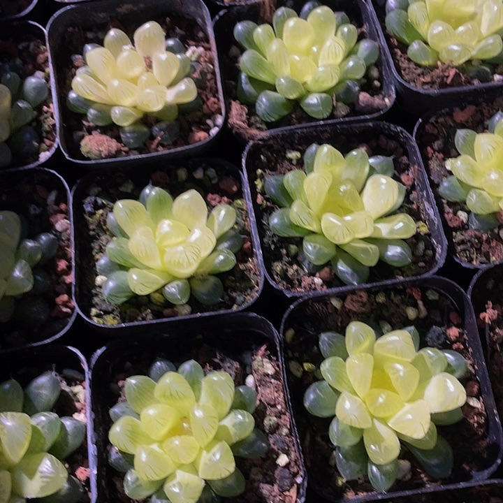 湖泊玉露4.8带盆土