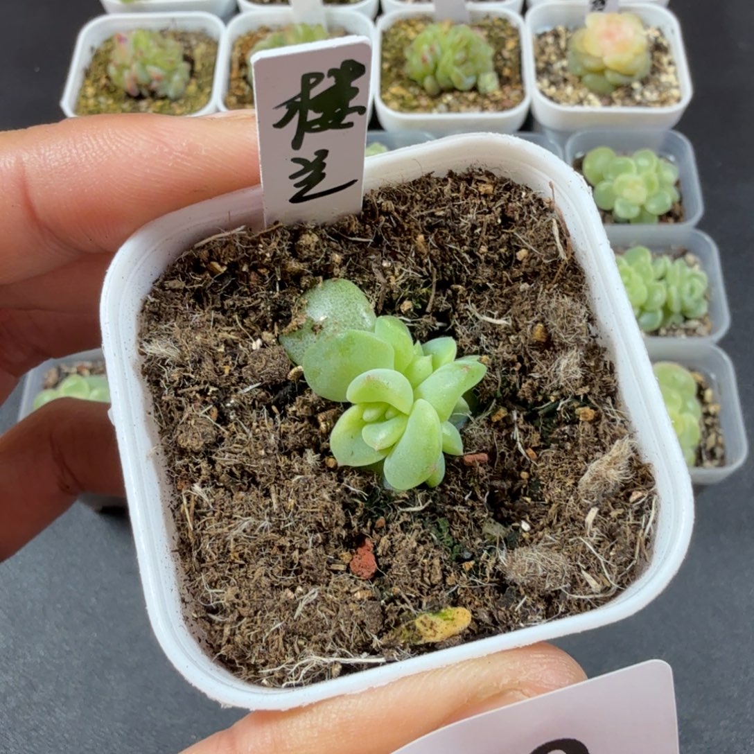 楼兰双头一物一拍130