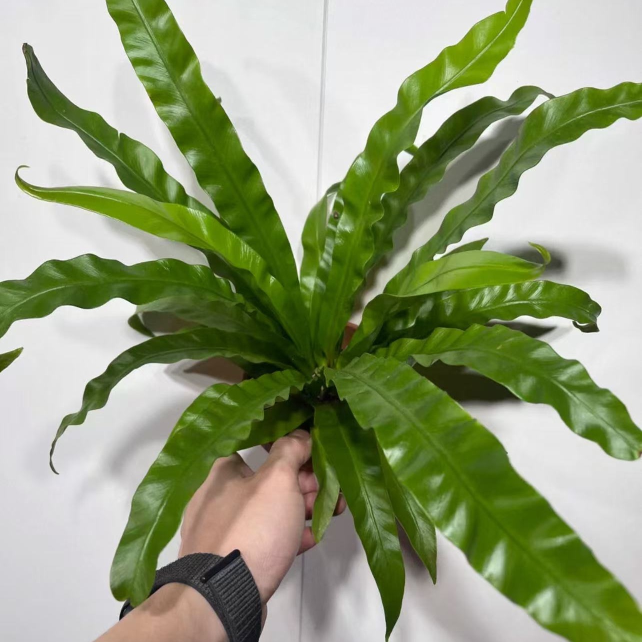 展叶鸟巢蕨盆栽室内北欧风格净化空气观叶绿植办公室客厅四季常青