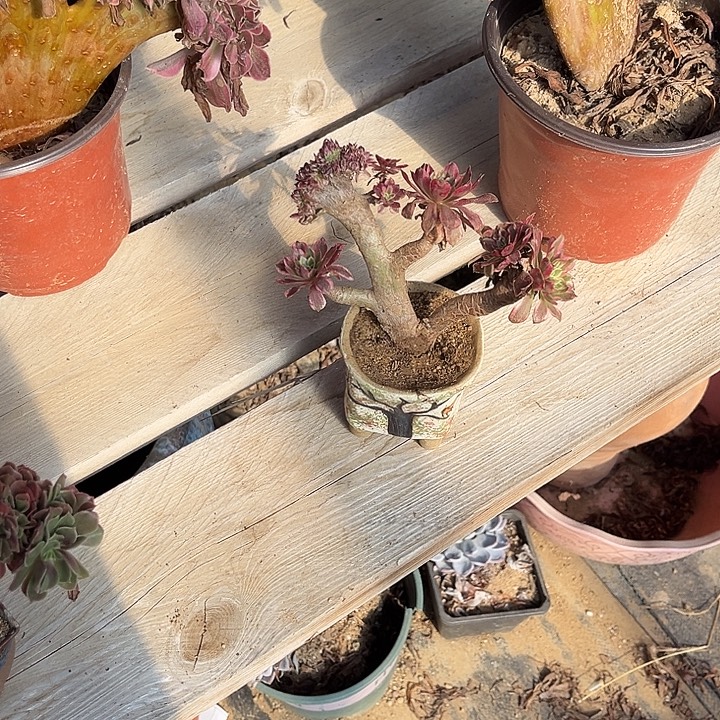 满28包邮都不大一颗脱土裸根发货