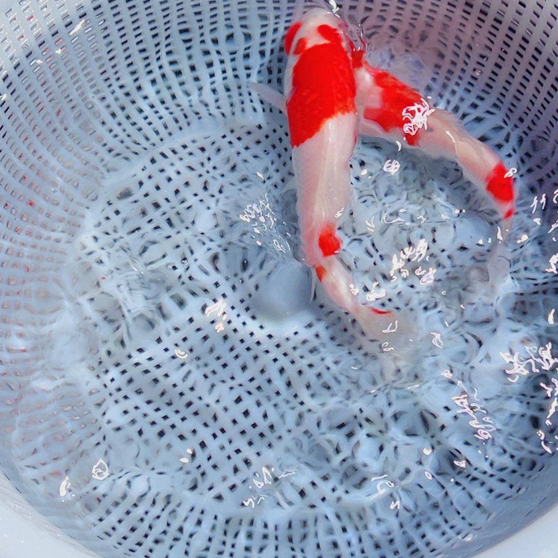 锦鲤锦鲤观赏鱼6666