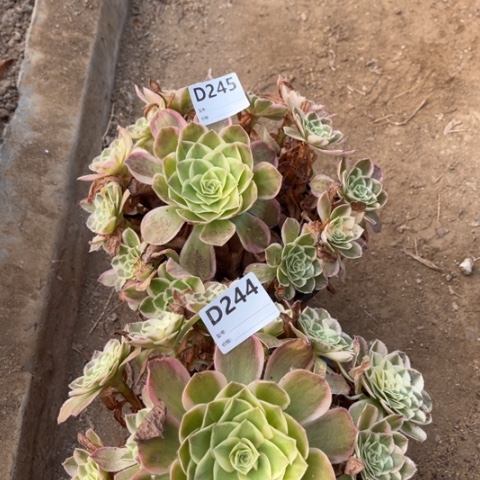多肉植物玉芙蓉二个