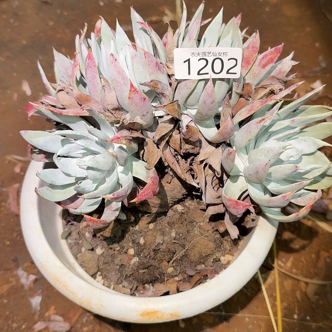 白衣圣徒仙女杯多肉