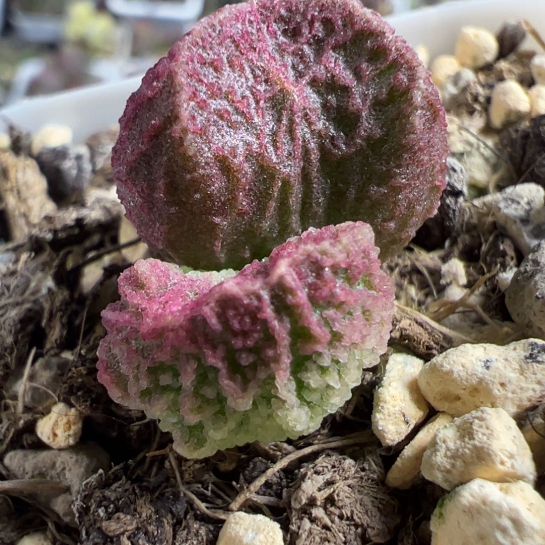实生新品多肉植物水泡多肉植物