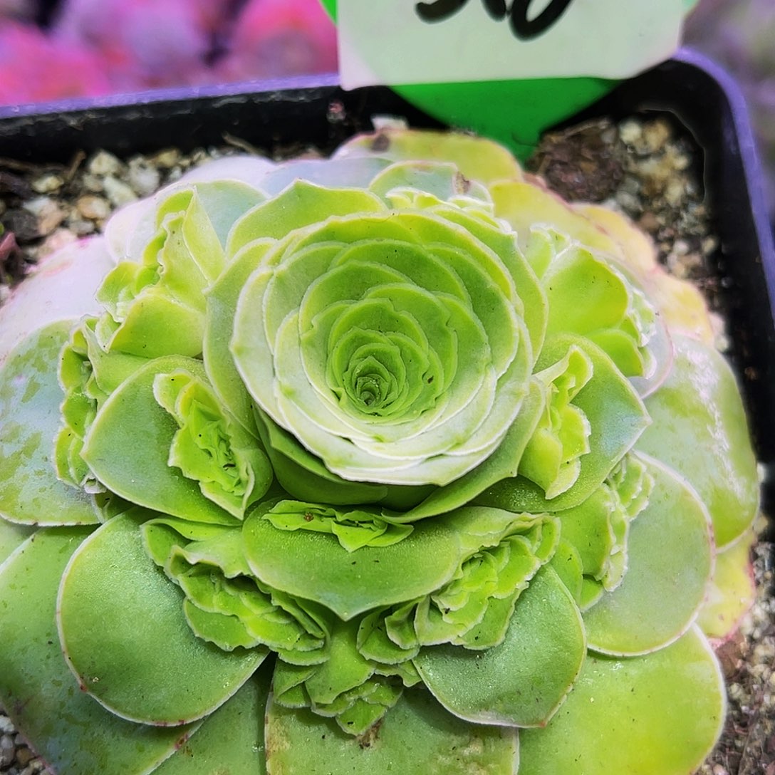 朵丽娅 非偏远包邮 多肉