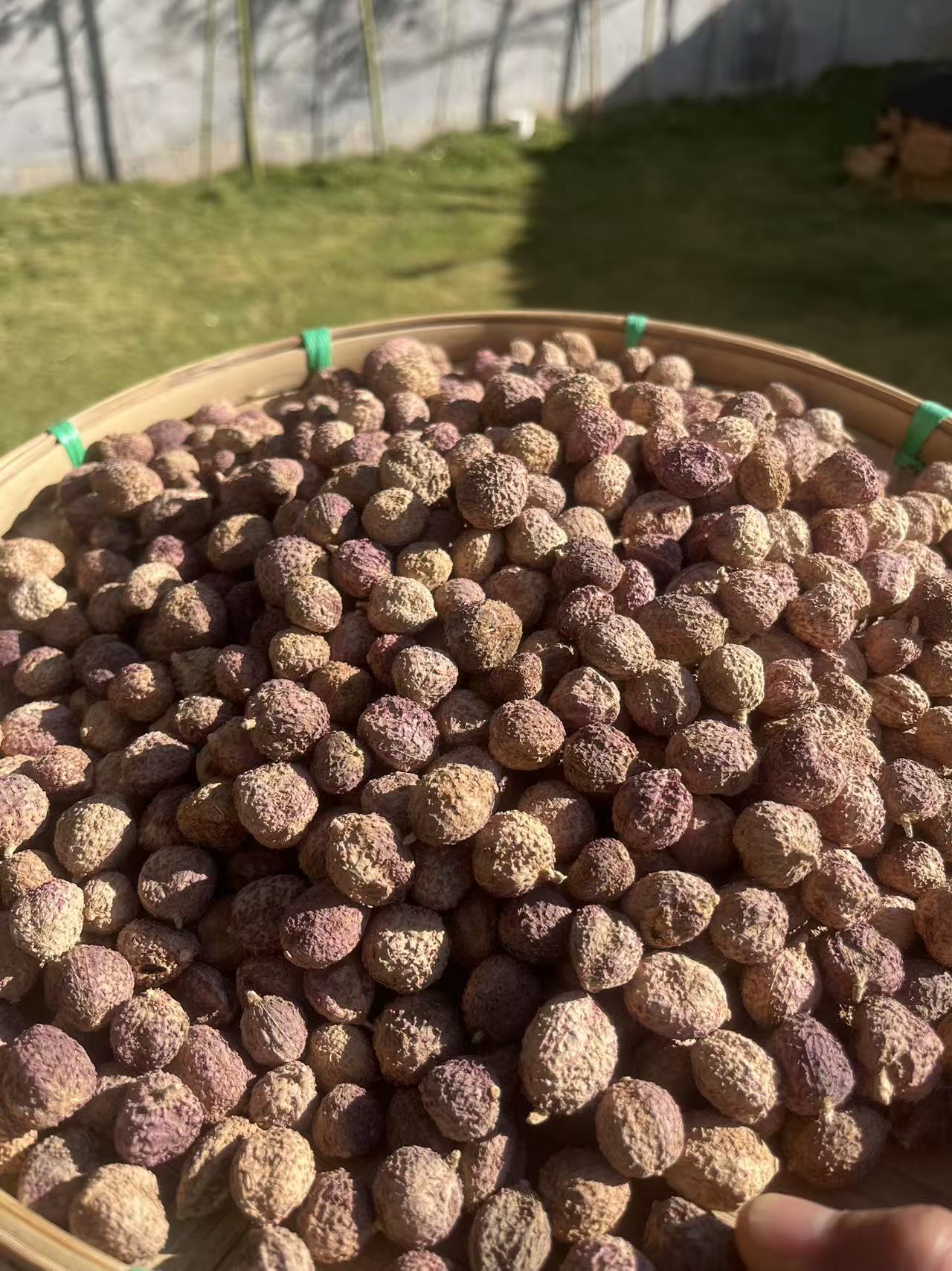 大个山货枸杞是砂仁