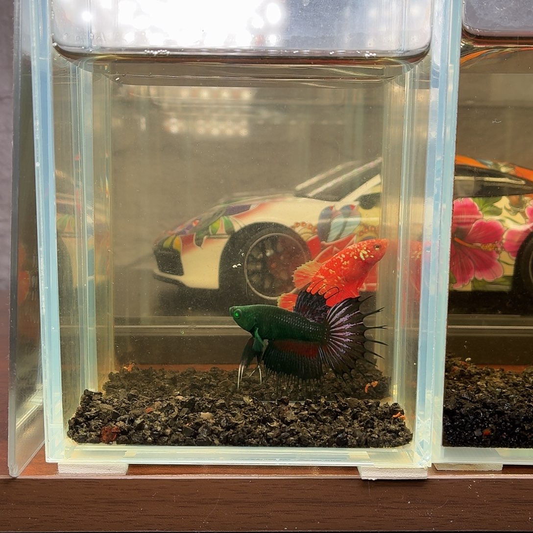 斗鱼绿魔狮王公鱼