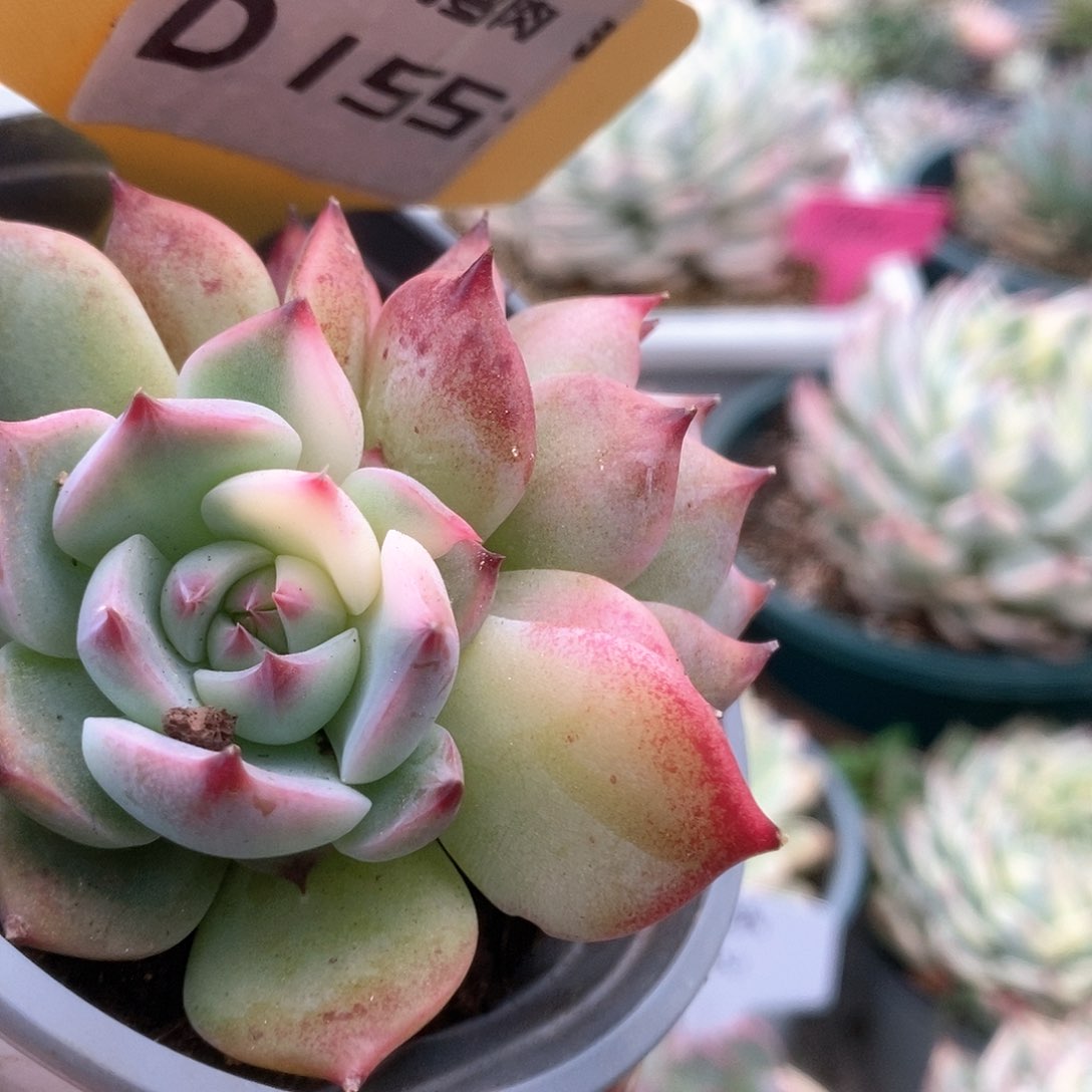 155锦锦锦锦锦锦锦