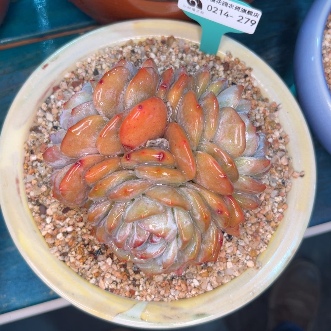 多肉一物一拍0214-279