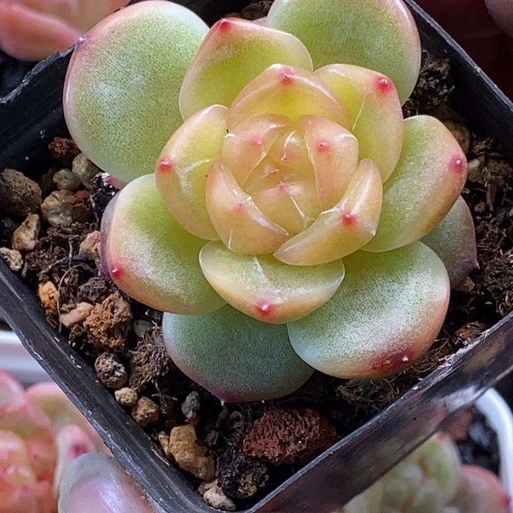 天官赐福百无禁忌