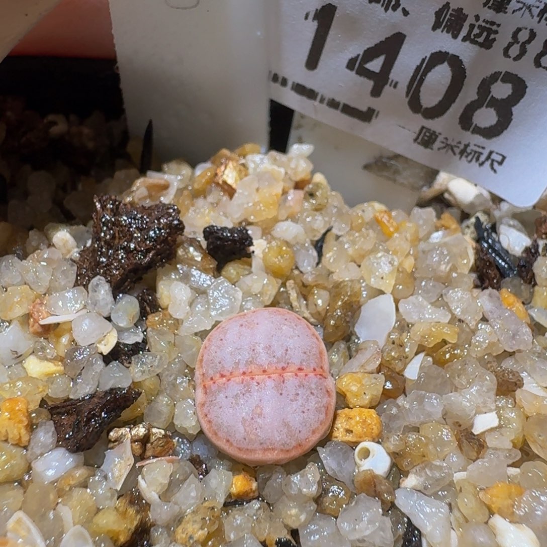 Ssss精品生石花1408