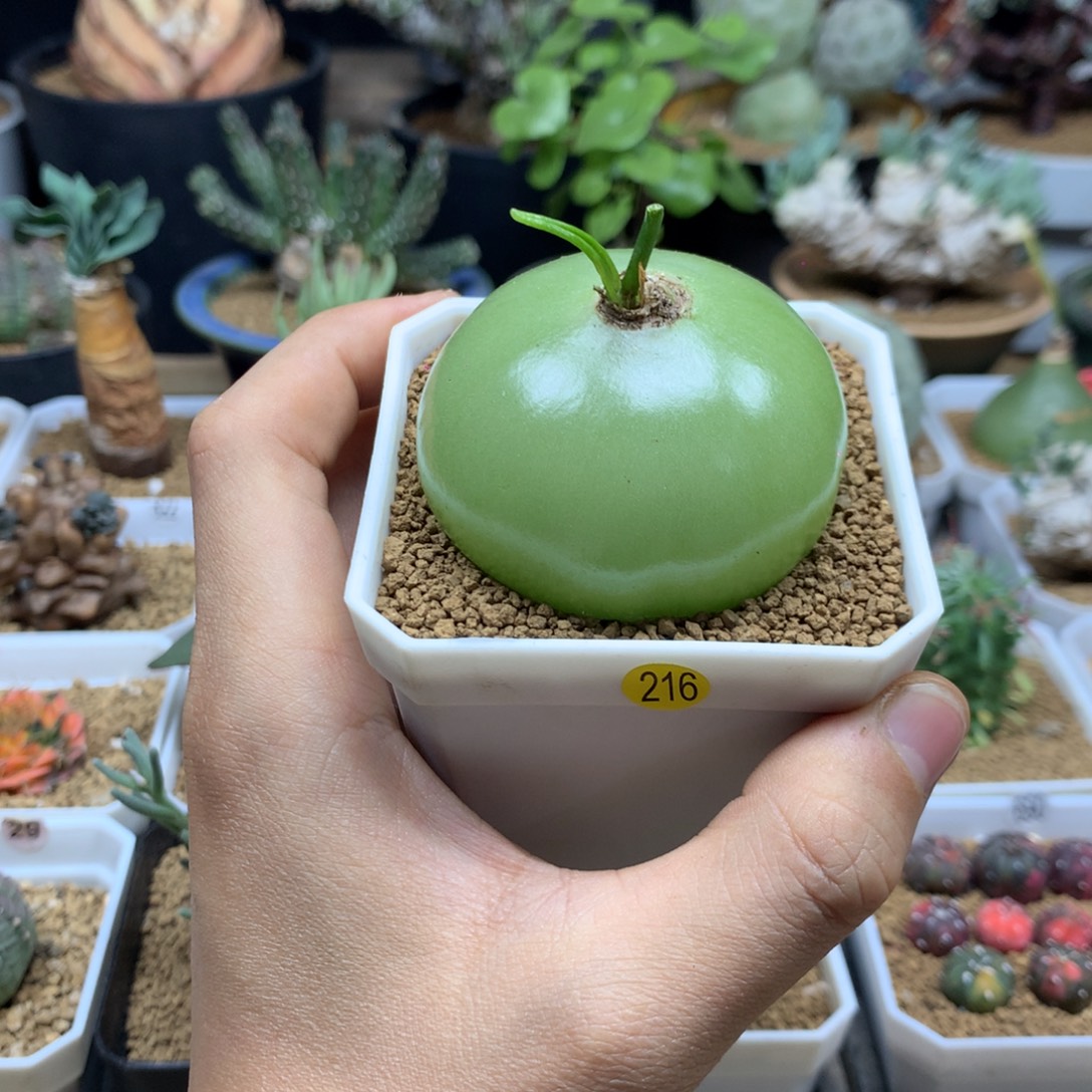大苍角殿多肉脱土216
